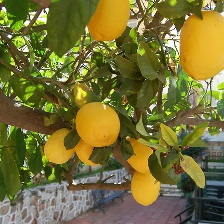 El Limonero Fuengirola